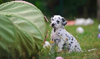 Entre Llir I Ermini - Dalmatien - Portée née le 30/07/2016